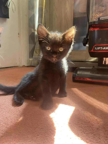 Panther