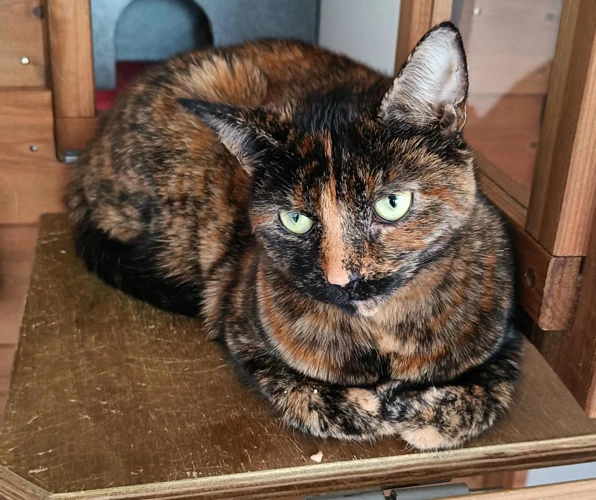 Piper