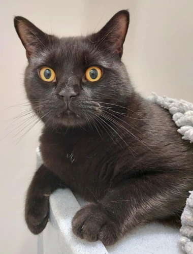 Momoa 3y old male