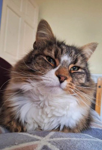ARCHIE
