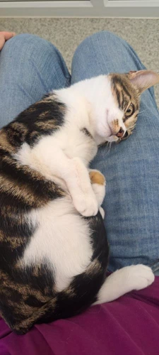 Milo