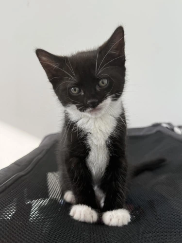 Onyx