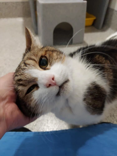 .Simba 14y male