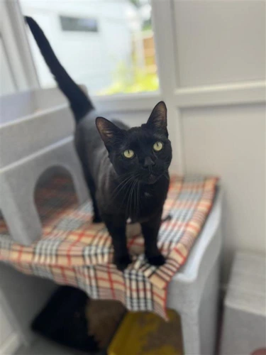 Piper
