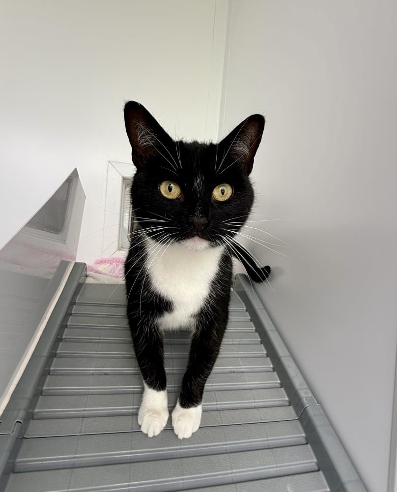 Dixie — Domestic Cat