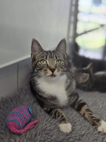 Rosie-Toes