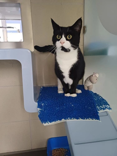 Domino