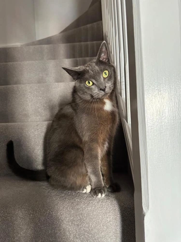 Oscar