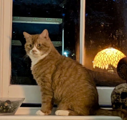 Garfield