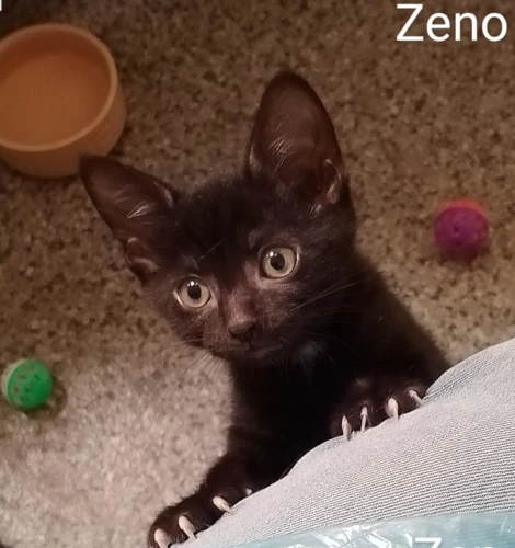 Zeno