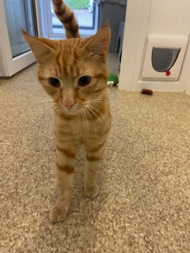 Rupert