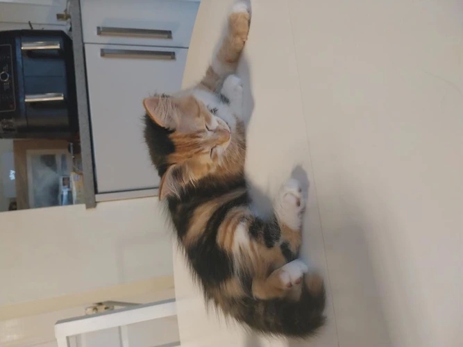 Callie