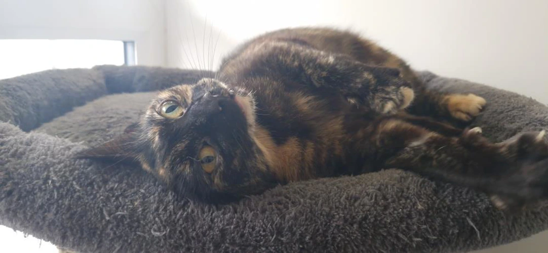 Meredith
