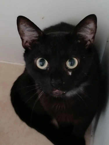 Loki