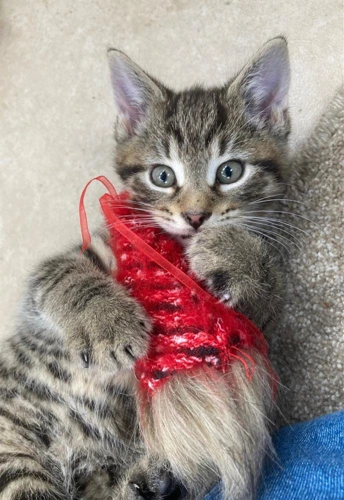 Kitten - Benny