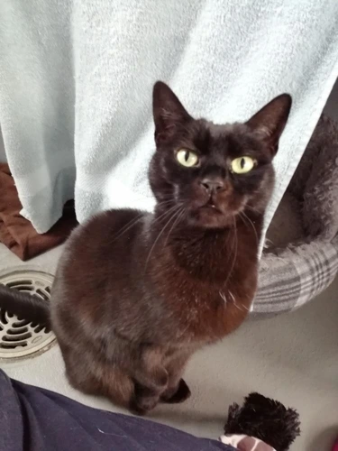 Bella