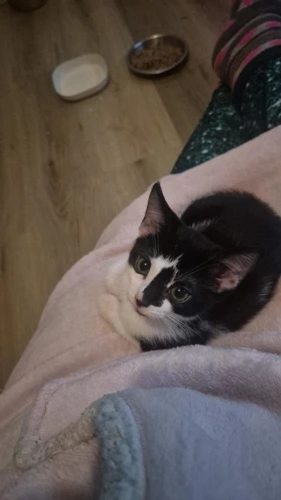Pip