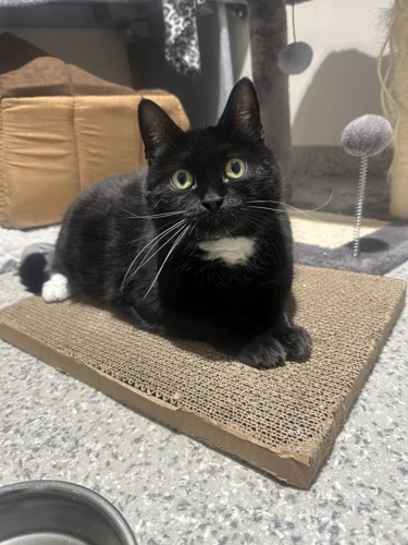 Cora