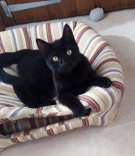 Sable