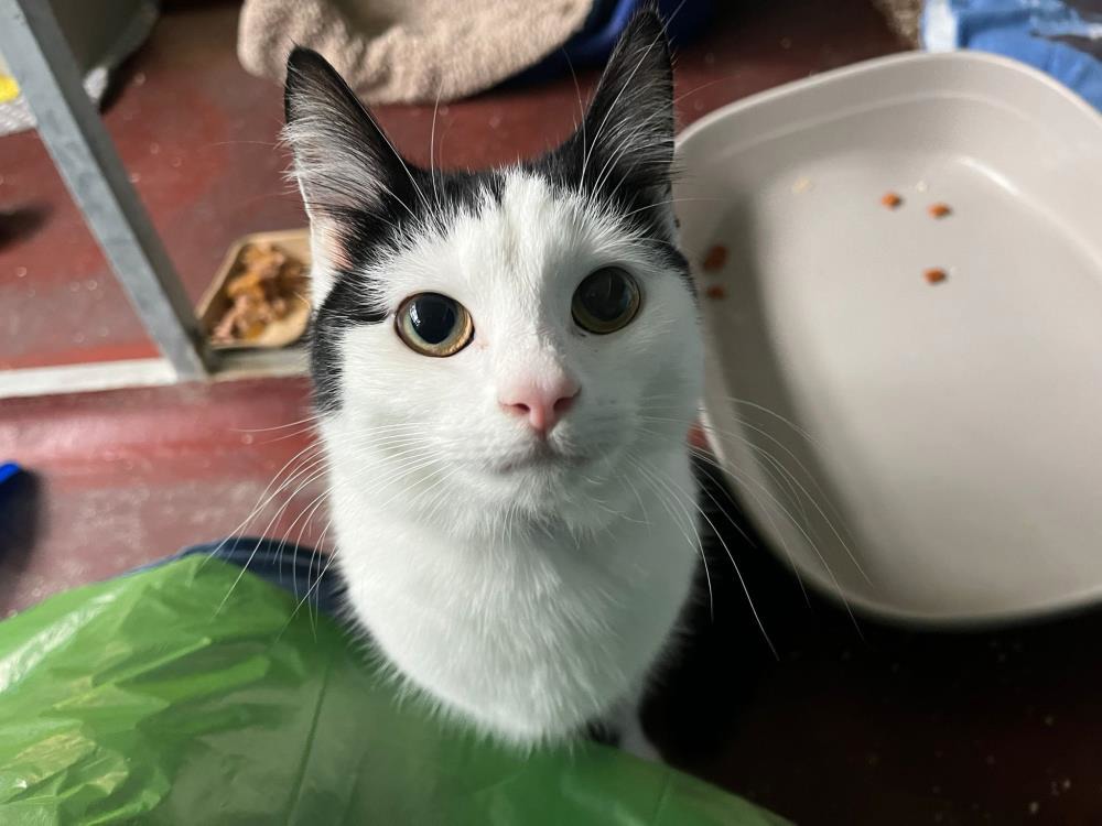 Find a cat near you Adopt a cat Cats Protection