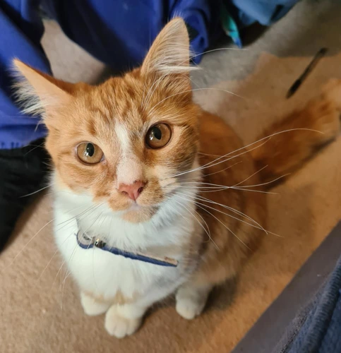 GIZMO