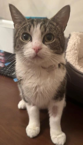 Tilly