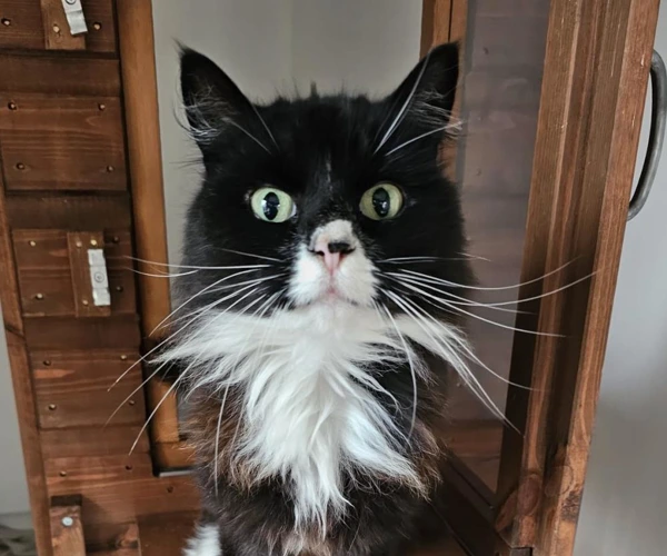 Penelope