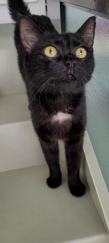 Panther