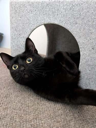 Suki