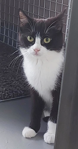 Pebbles