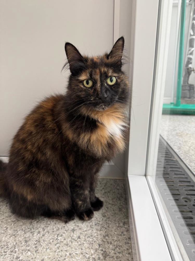 Tilly 780351 — Domestic Cat
