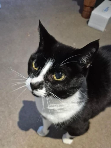 Suzie