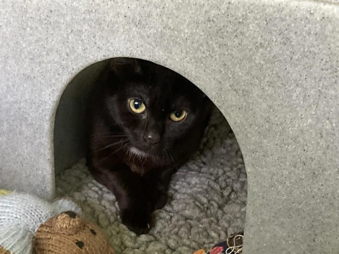 Mindy Outdoor Home Needed