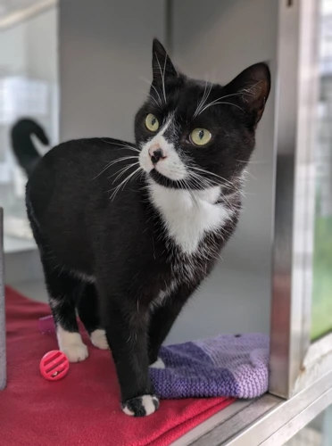 Tux