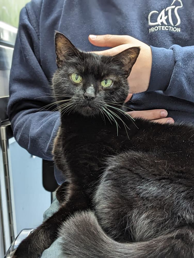 Find a cat near you Adopt a cat Cats Protection