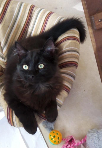 Pepper