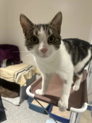 Benny