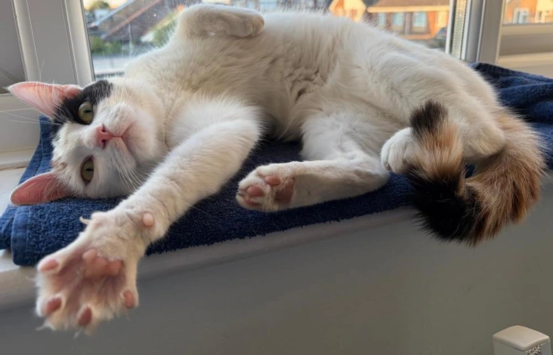 Kora