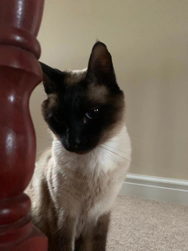 Koko