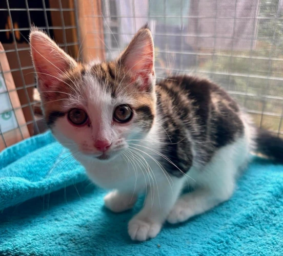Ethel