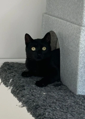 Sofia