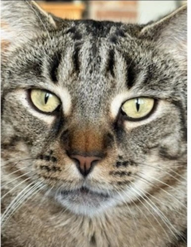 TOM