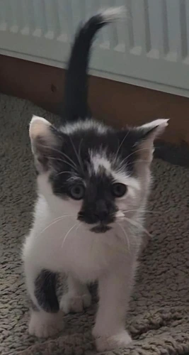 Mr Moo