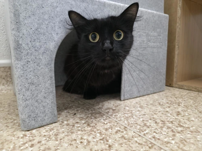 Elsie