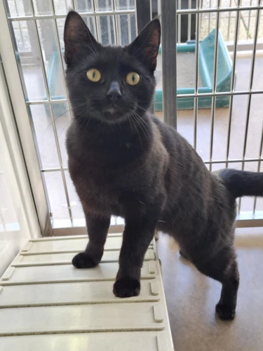 Bagheera