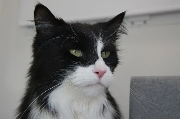 Alfie