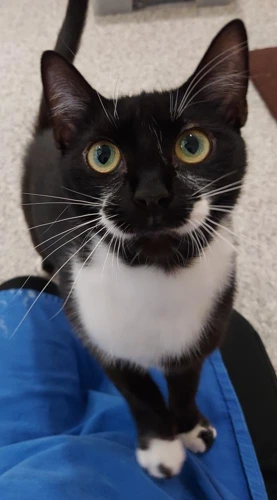Jellybean Jones 1yr old