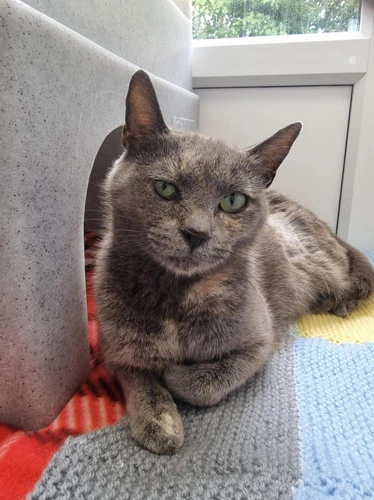 KitKat