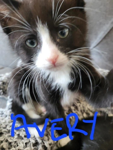 Avery