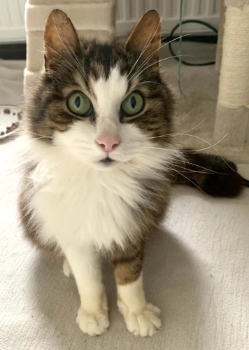 Leo